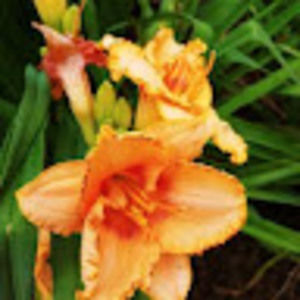 Meet your Posher, Jan